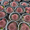 [PACK of 10 PLANTS] x  Sempervivum 'Centennial' (XS)
