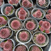 [PACK of 10 PLANTS] x  Sempervivum 'Centennial' (XS)