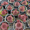 [PACK of 10 PLANTS] x  Sempervivum 'Centennial' (XS)