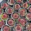 [PACK of 10 PLANTS] x  Sempervivum 'Centennial' (XS)