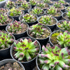 [PACK of 10 PLANTS] x Sempervivum 'Oddity'