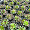 [PACK of 10 PLANTS] x Sempervivum 'Oddity'