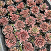 [PACK of 10 PLANTS] x  Sempervivum 'Ohio Burgundy'