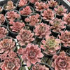 [PACK of 10 PLANTS] x  Sempervivum 'Ohio Burgundy'