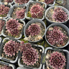 [PACK of 10 PLANTS] x Sempervivum 'Round Midnight' (NO PUP)