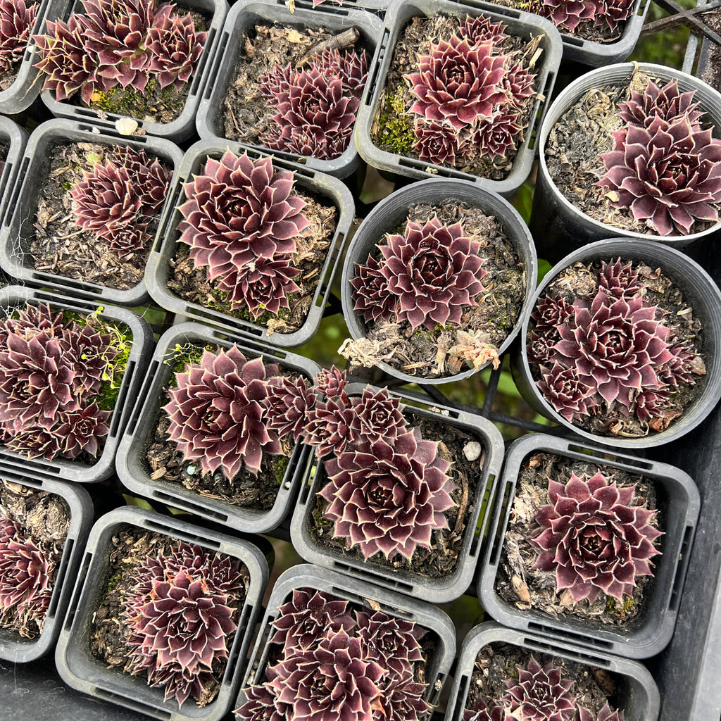 [PACK of 10 PLANTS] x Sempervivum 'Round Midnight' (NO PUP)
