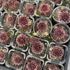 [PACK of 10 PLANTS] x Sempervivum 'Round Midnight' (NO PUP)