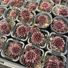 [PACK of 10 PLANTS] x Sempervivum 'Round Midnight' (NO PUP)