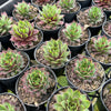 [PACK of 10 PLANTS] x Sempervivum 'Gay Jester'