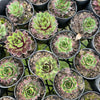 [PACK of 10 PLANTS] x Sempervivum 'Gay Jester'
