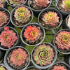 [PACK of 10 PLANTS] x Sempervivum 'Gay Jester'