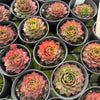 [PACK of 10 PLANTS] x Sempervivum 'Gay Jester'