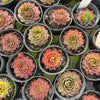 [PACK of 10 PLANTS] x Sempervivum 'Gay Jester'