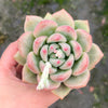[PACK of 10 PLANTS] x Echeveria Aromatherapy