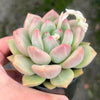 [PACK of 10 PLANTS] x Echeveria Aromatherapy