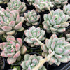 [PACK of 10 PLANTS] x Echeveria Aromatherapy