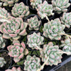 [PACK of 10 PLANTS] x Echeveria Aromatherapy