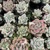 [PACK of 10 PLANTS] x Echeveria Aromatherapy
