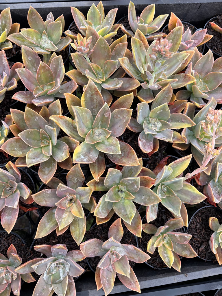 [PACK of 10 PLANTS] x Graptoveria 'Fred Ives Variegated' (MINOR variegation)