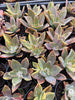 [PACK of 10 PLANTS] x Graptoveria 'Fred Ives Variegated' (MINOR variegation)
