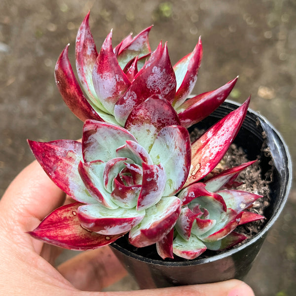 Echeveria Casio Silk Variegata