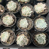 [PACK of 10 PLANTS] x Echeveria 'Cream Elegans'