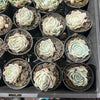 [PACK of 10 PLANTS] x Echeveria 'Cream Elegans'
