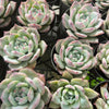 [PACK of 10 PLANTS] x  Echeveria Black Barbara