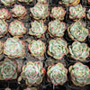 [PACK of 10 PLANTS] x Echeveria 'White Dragon'