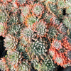 [PACK of 10 PLANTS] x Graptoveria 'Wind of Change'