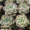 [PACK of 10 PLANTS] x  Echeveria Black Barbara