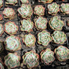 [PACK of 10 PLANTS] x Echeveria 'White Dragon'