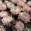 [PACK of 10 PLANTS] x Echeveria 'Hyalina Surprise'