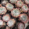 [PACK of 10 PLANTS] x Echeveria 'Hyalina Surprise'