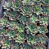 [PACK of 10 PLANTS] x Echeveria 'Riga'