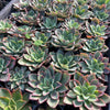 [PACK of 10 PLANTS] x Echeveria 'Riga'