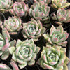 [PACK of 10 PLANTS] x  Echeveria Black Barbara