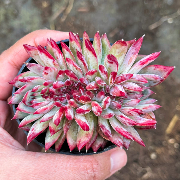 Echeveria 'Ratam' CREST – LET LOVE GROW (Succulent & Cactus)