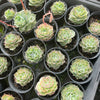 [PACK of 10 PLANTS] x Echeveria simulans 'Laguna Sanchez'