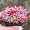 Echeveria 'Ratam' CREST