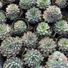 [PACK of 10 PLANTS] x Graptoveria 'Wind of Change'