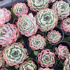 [PACK of 10 PLANTS] x Echeveria Momotaro 'Peach Boy'