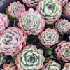 [PACK of 10 PLANTS] x Echeveria Momotaro 'Peach Boy'