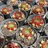 [PACK of 10 PLANTS] x Sempervivum 'Marland's Beauty'