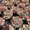 [PACK of 10 PLANTS] x  Sempervivum 'Ohio Burgundy'