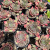 [PACK of 10 PLANTS] x  Sempervivum 'Ohio Burgundy'