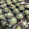 [PACK of 10 PLANTS] x Sempervivum arachnoïdeum 'Bascour Silver'