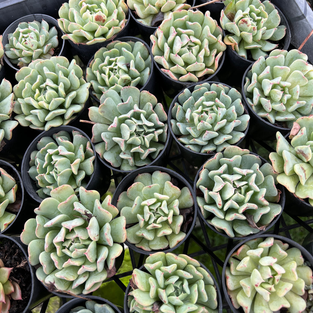 [PACK of 10 PLANTS] x Echeveria 'Fly To The Sky' (PKJ)