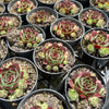 [PACK of 10 PLANTS] x Sempervivum calcareum 'Guillaumes' (w/pup)