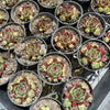 [PACK of 10 PLANTS] x Sempervivum calcareum 'Guillaumes' (w/pup)